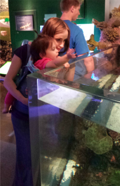 Summer Travel Series: Visiting the Shedd Aquarium in Chicago